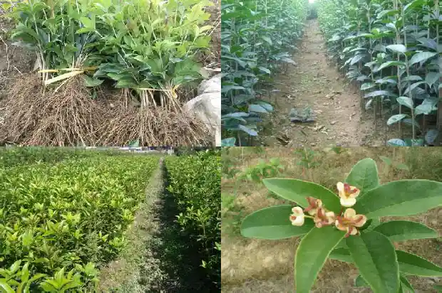 天香台阁桂花长的快吗1690850054462