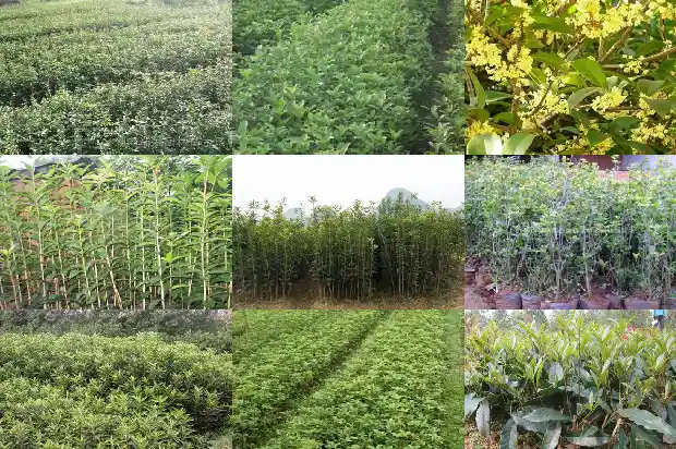 红桂花树苗多少钱一棵红红桂花红桂花小苗多少钱一棵1689640611907