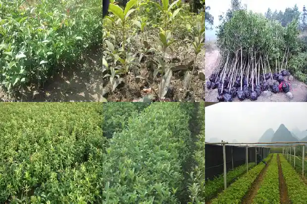 桂花树长得快吗为什么1683940061941