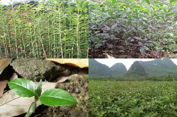 桂花树长得快吗为什么1683940061989