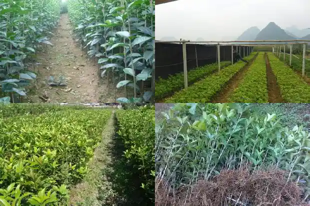 什么时候载桂花树存活率高1683940099081