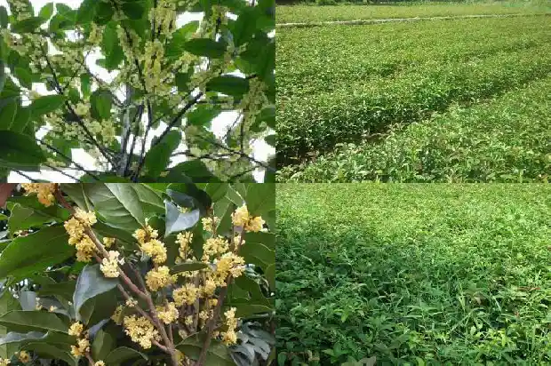 什么时候载桂花树存活率高1683940099129