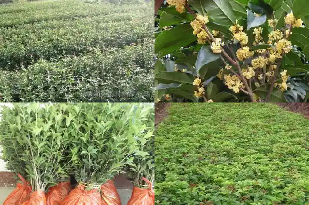 庭院栽种桂花要注意什么事项1688432621506