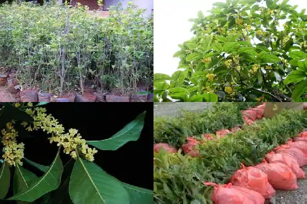 桂花树长得慢怎么办1683940173749