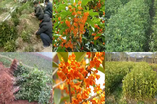 桂花树怎么长得快些1683940252059