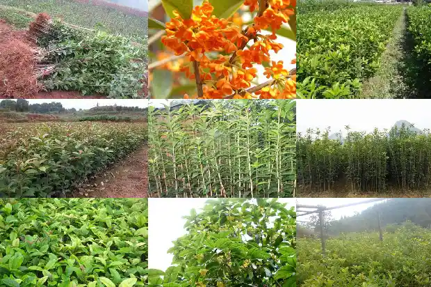 桂花树怎么长得快些1683940252107