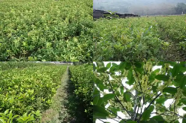 桂花树怎么长得快些1683940252154