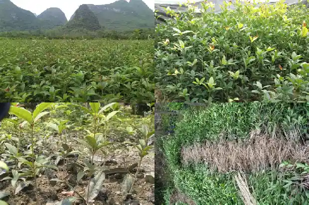 桂花树怎么长的快一点1683940259952