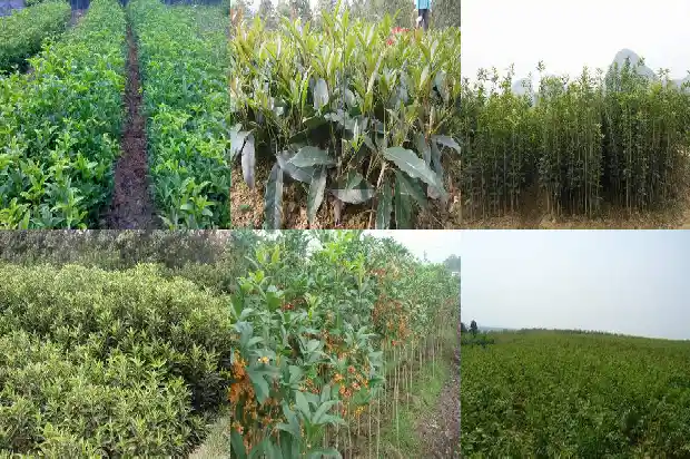 山桂花木材材质有哪些特点和用途1688518809077