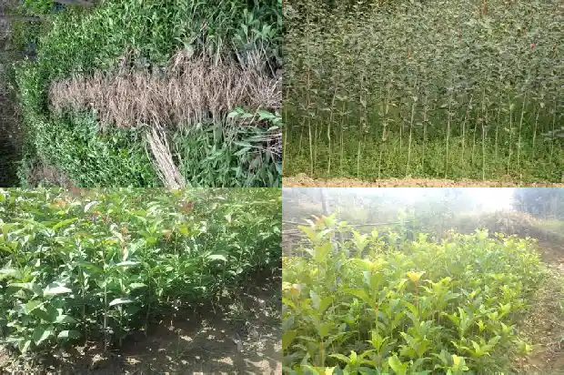 野桂花树和家桂花区别1690158806006