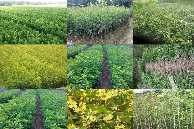 桂花树是不是长得很慢呀1683940287634