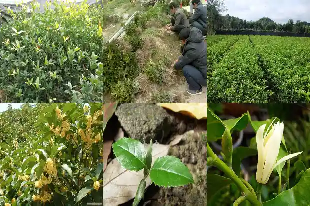 桂花树为什么长的很慢1683940307850
