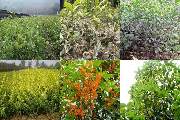 百年桂花树的价格要多少钱一棵呀1689727113895