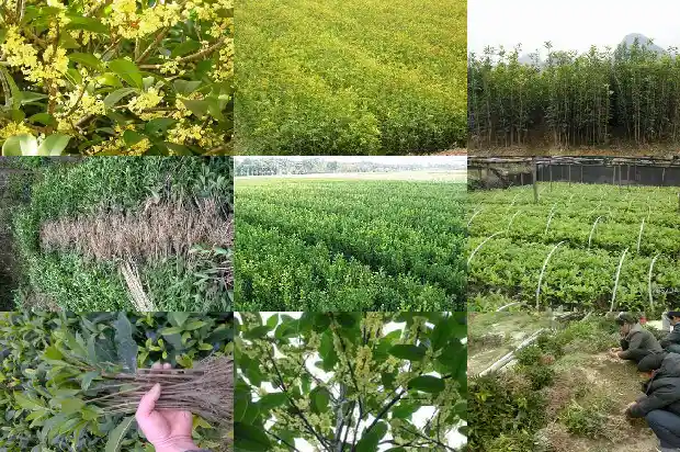 桂花树为什么长的很慢1683940307946