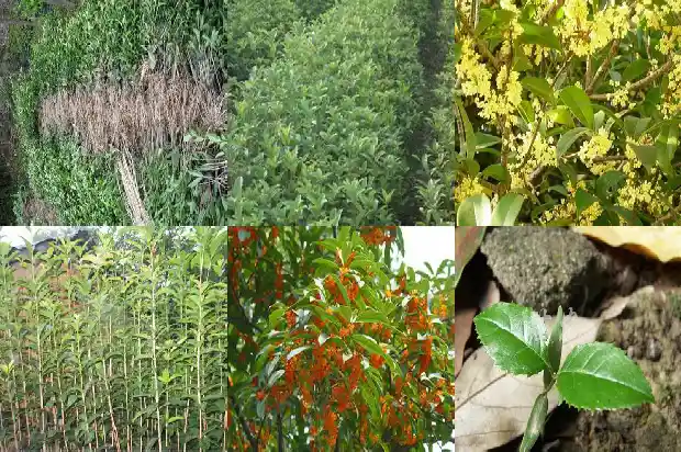 桂花树怎样区分品种1690763552544