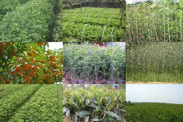 桂花树生长缓慢是什么原因呢1683940327659