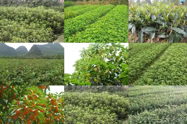 桂花树发芽慢怎么回事1683940335373