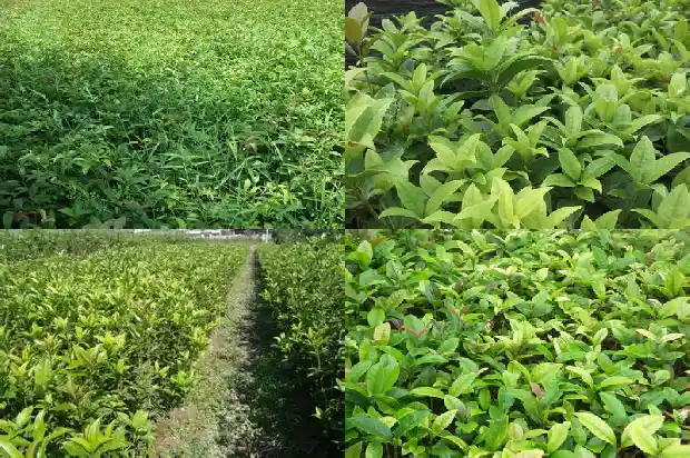 桂花树发芽慢怎么回事1683940335421