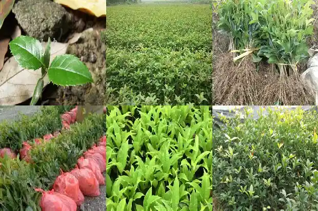 桂花树发芽慢怎么办1683940343106