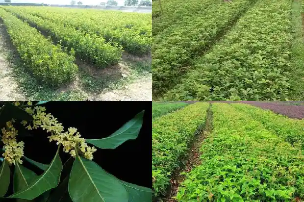 桂花树发芽慢怎么补救1683940355226
