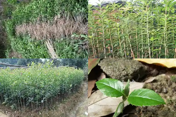 桂花树发芽慢怎么补救1683940355273