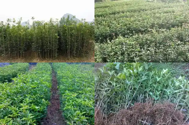 桂花树发芽慢怎么补救1683940355321