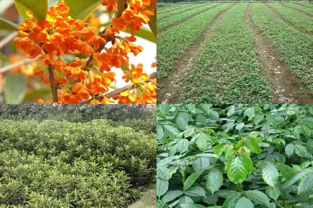 桂花树会越长越高吗1683940363094