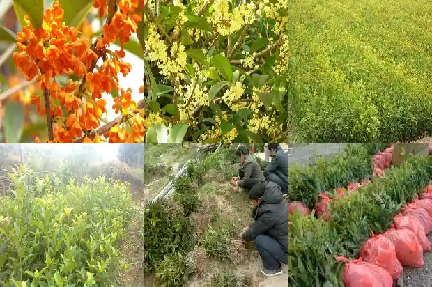 几十年桂花树值多少钱一盆呢1683940370858