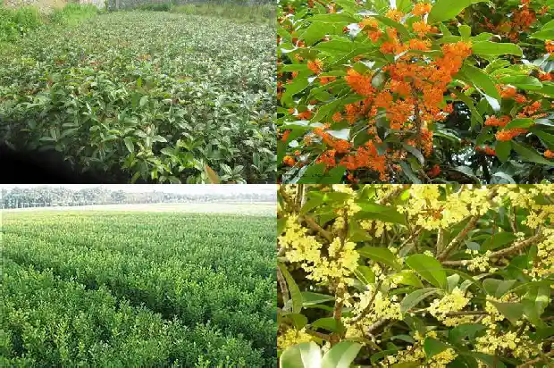 几十年桂花树值多少钱一盆呢1683940370905