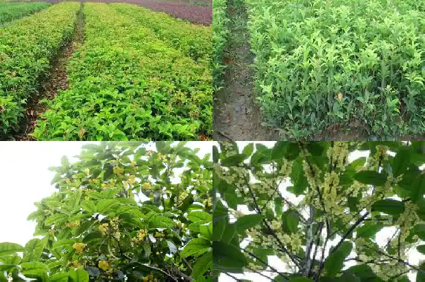 家门口可以种桂花树吗风水好吗1683940380797