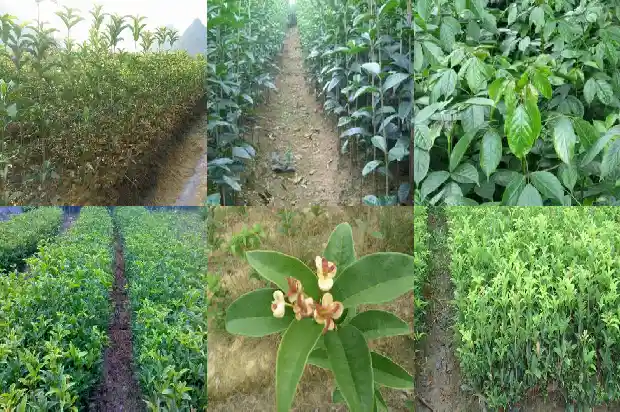 家门口能栽桂花树吗?1683940392675