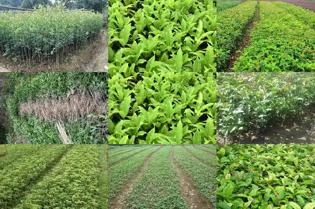 家门口能栽桂花树吗?1683940392723
