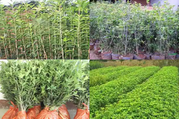 家门口能栽桂花树吗?1683940392819