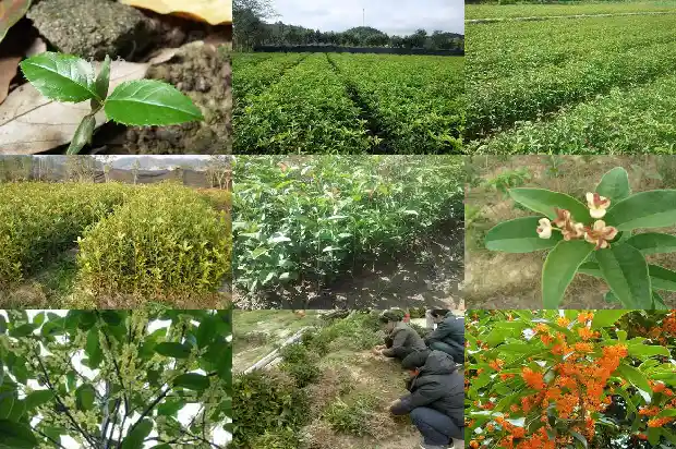 门口种桂花树好吗?1683940400165