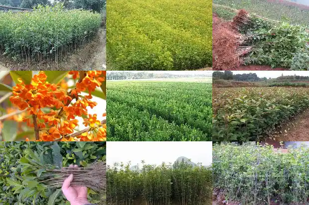 门口种桂花树好吗?1683940400213