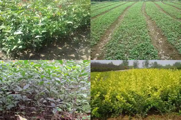 桂花树可以种家门口吗?1683940412104