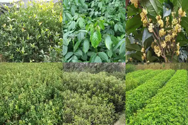 桂花树可以种家门口吗?1683940412151