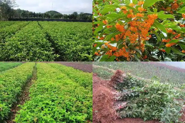 桂花树好还是樱花树好1683940434289