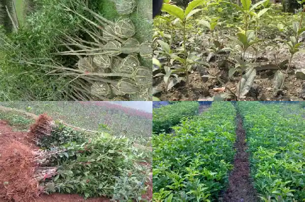 桂花树好还是樱花树好1683940434337