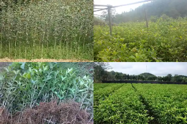 八月开花的桂花树是属什么桂1690418042482