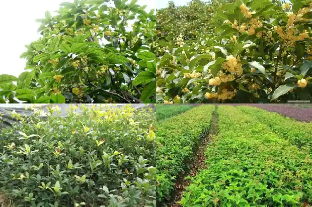桂花树好还是樱花树好1683940434432