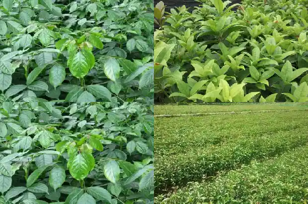 桂花树几天浇一次水最好呢1683940442098