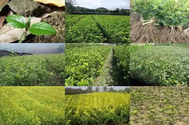 刚栽的桂花树几天浇一次水1683940454074