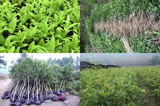 桂花开花时需要施肥吗1683940466196