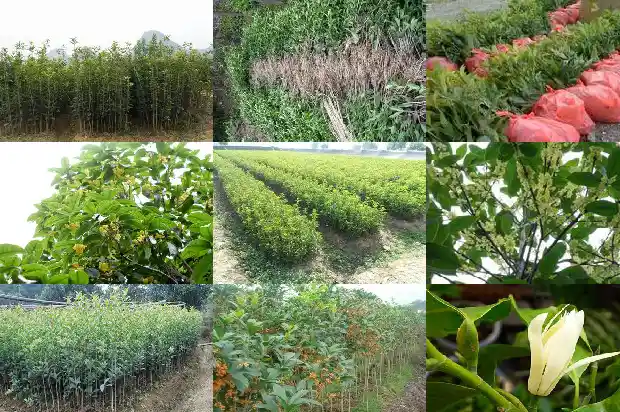 桂花开花时需要施肥吗1683940466244