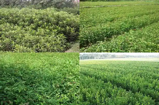 桂花树怕冻吗?1683940474172