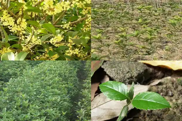 桂花树怕冻吗?1683940474220