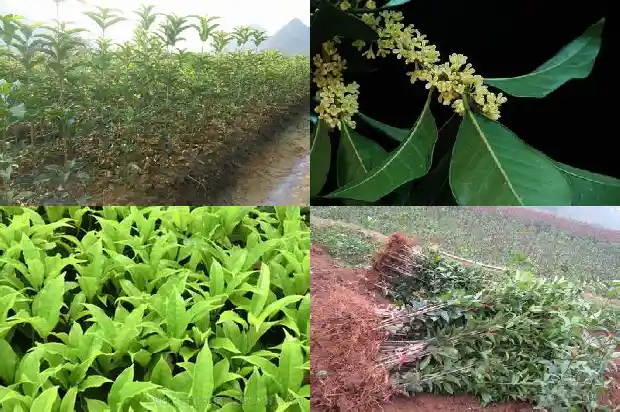 桂花树冬天在外面怕冻吗1683940489627