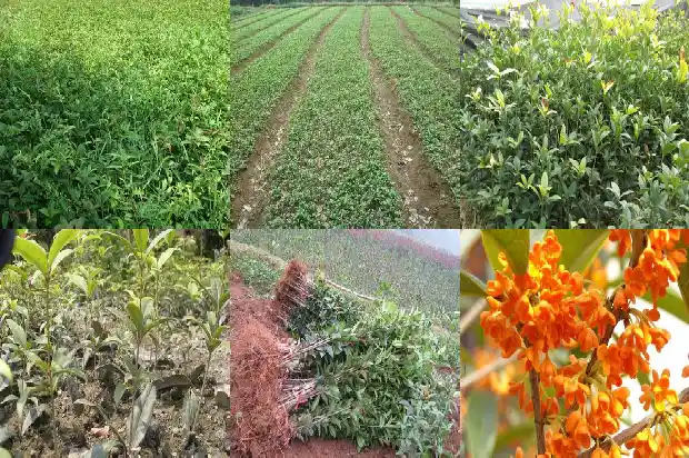 四季桂花怕冻吗?1683940499432
