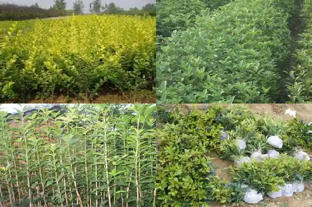 四季桂花怕冻吗?1683940499480